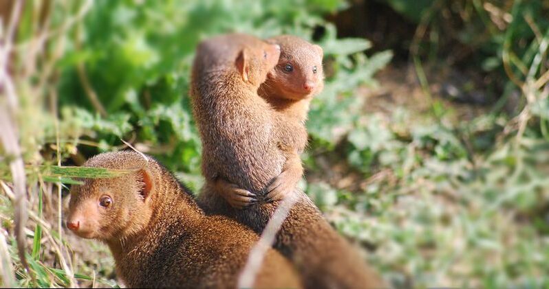 Image of three mongooses together on the edge of a road. One of the mongoose is looking straight at the camera and the other two are hugging standing up.
